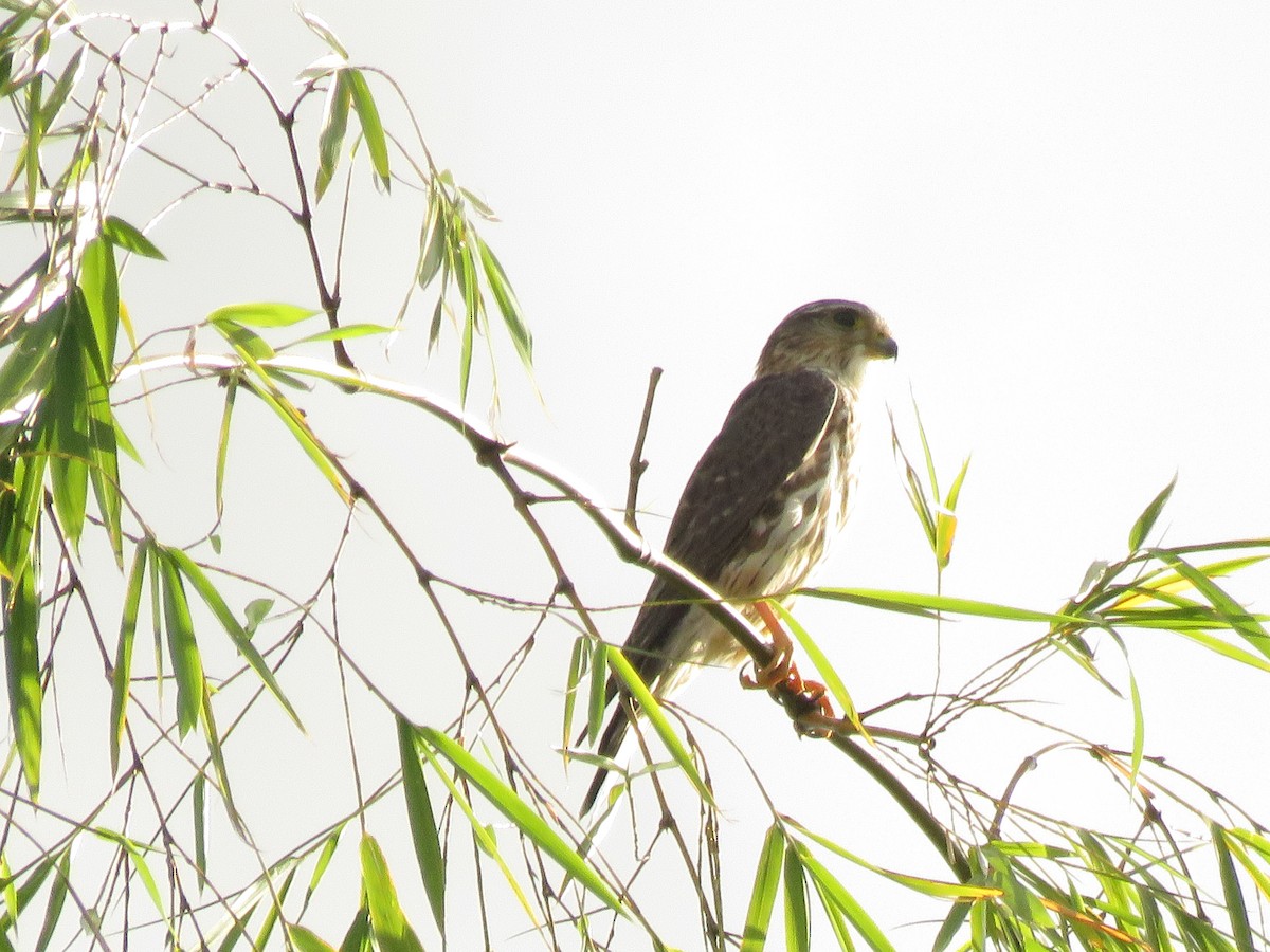 Merlin - oswaldo Toro Valencia