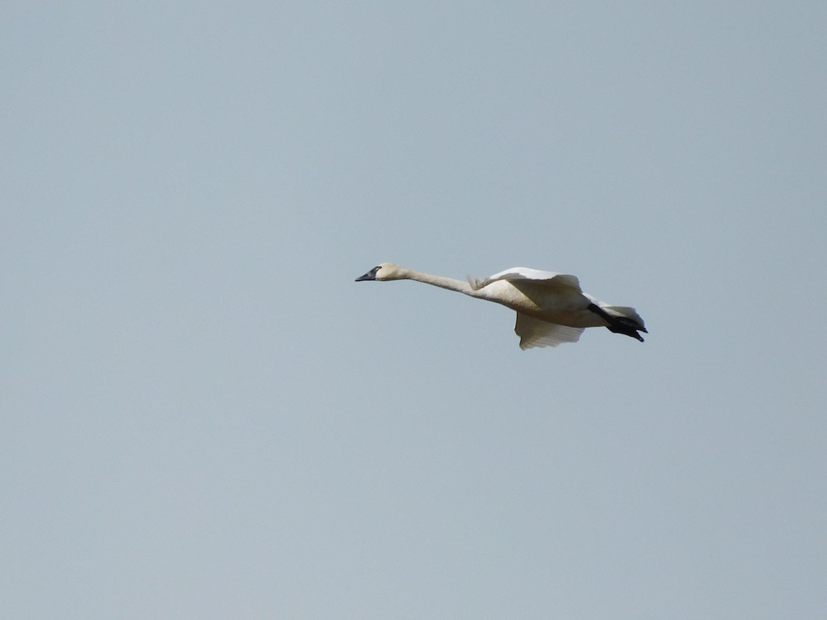 Trumpeter Swan - ML324888411