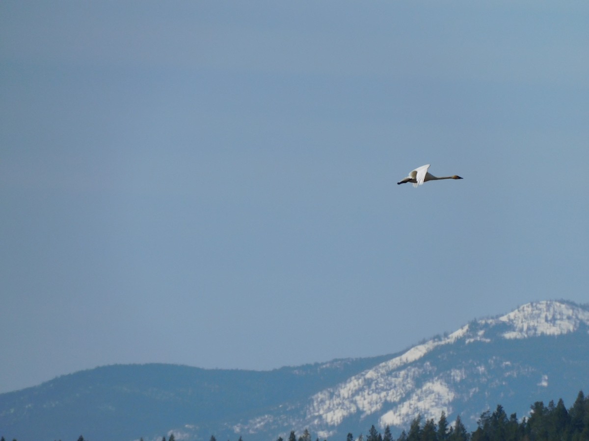 Trumpeter Swan - ML324888551