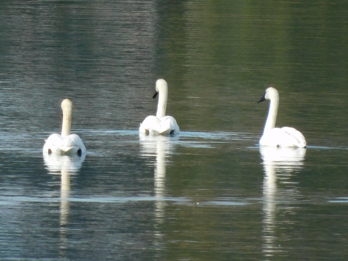 Trumpeter Swan - ML324888611
