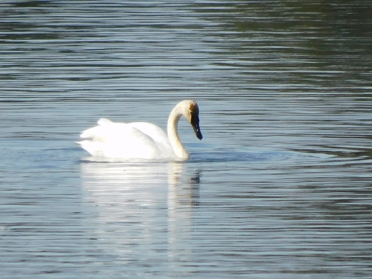 Trumpeter Swan - ML324888631