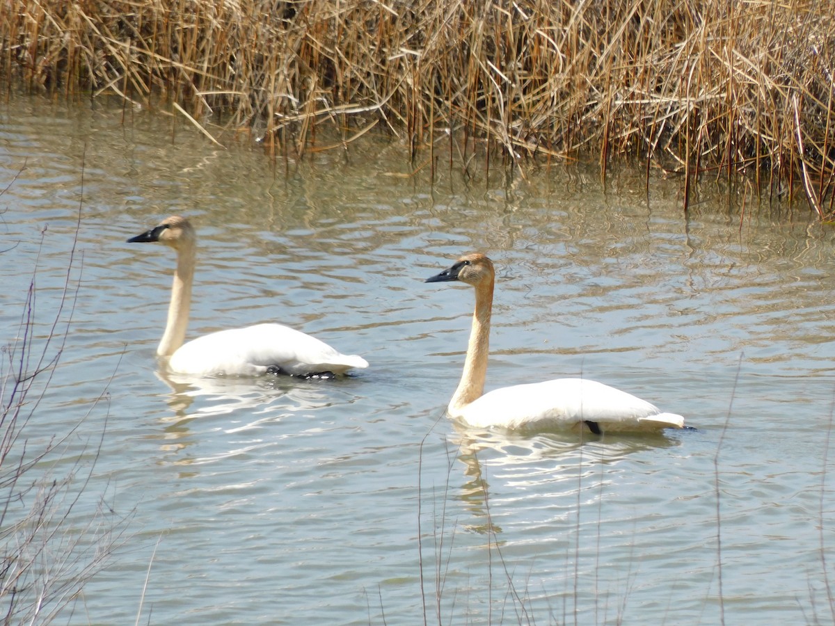 Trumpeter Swan - ML324888761