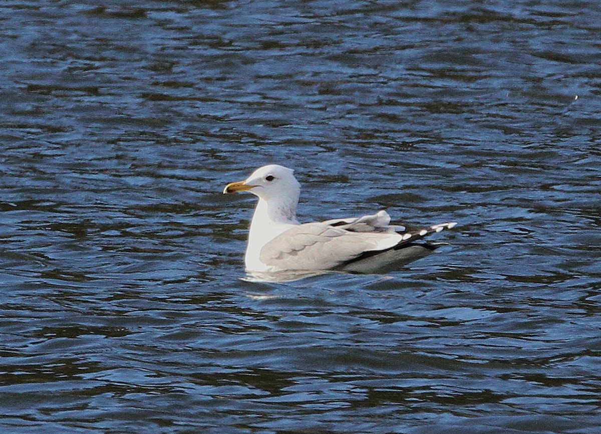 California Gull - ML324889011