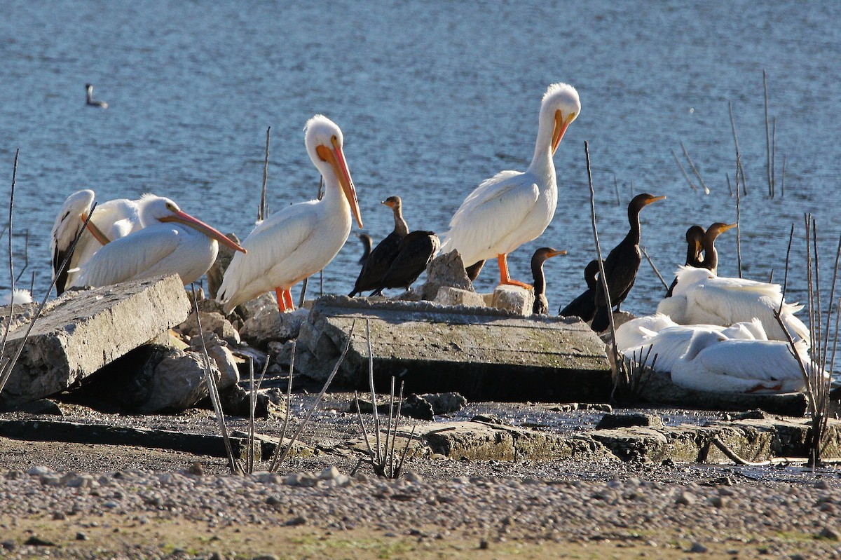 American White Pelican - ML324889401