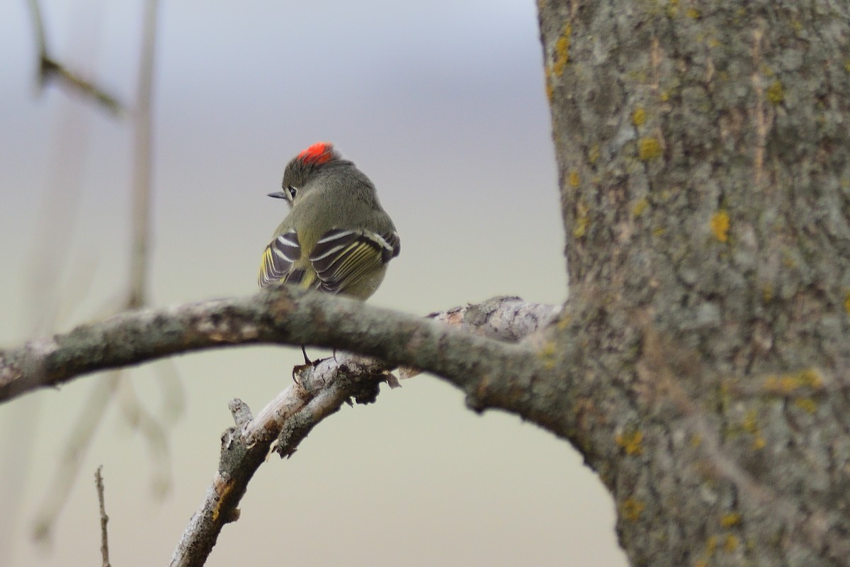 Ruby-crowned Kinglet - ML324889471