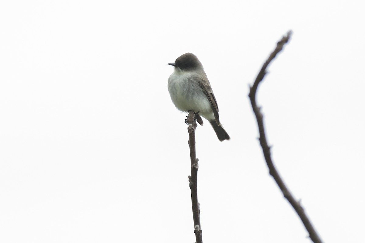 Eastern Phoebe - ML324889671