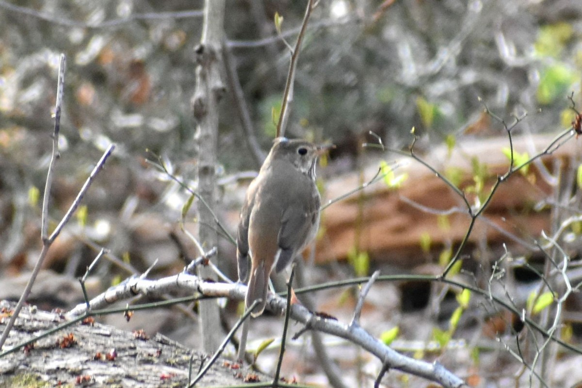 Hermit Thrush - ML324890741