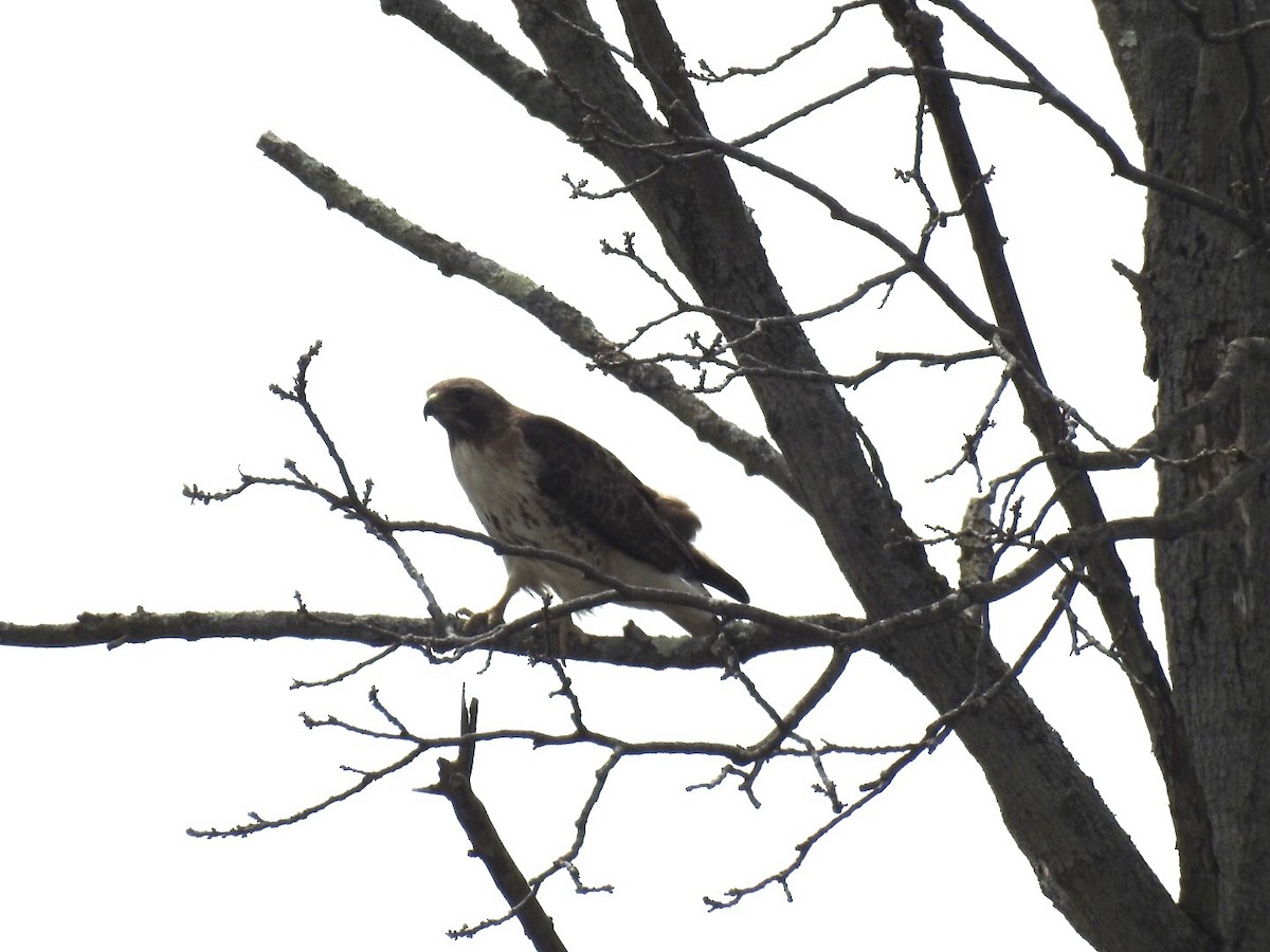 Red-tailed Hawk - Brenda Meese