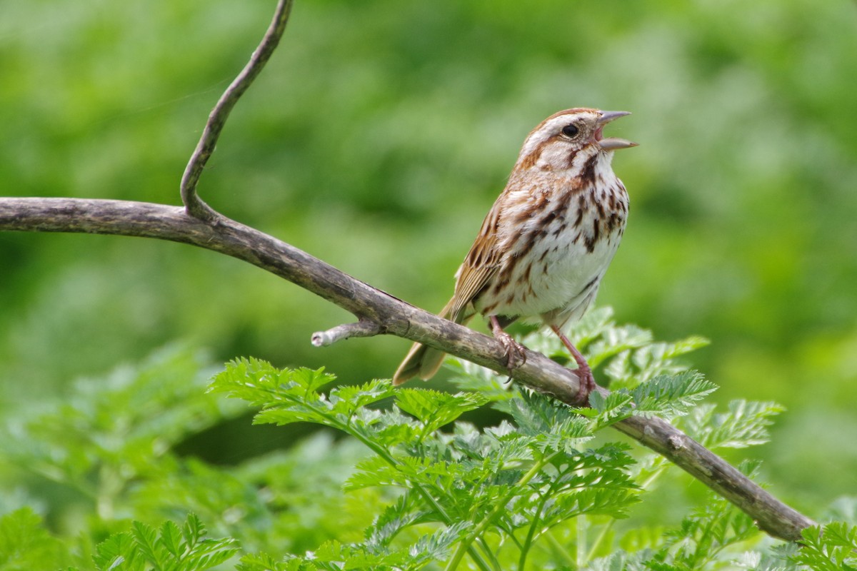 Song Sparrow - ML324894961