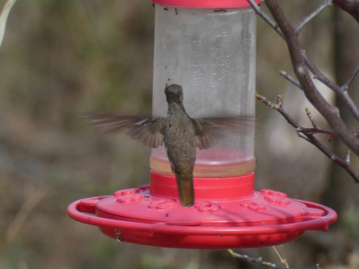 Violet-crowned Hummingbird - ML324895061