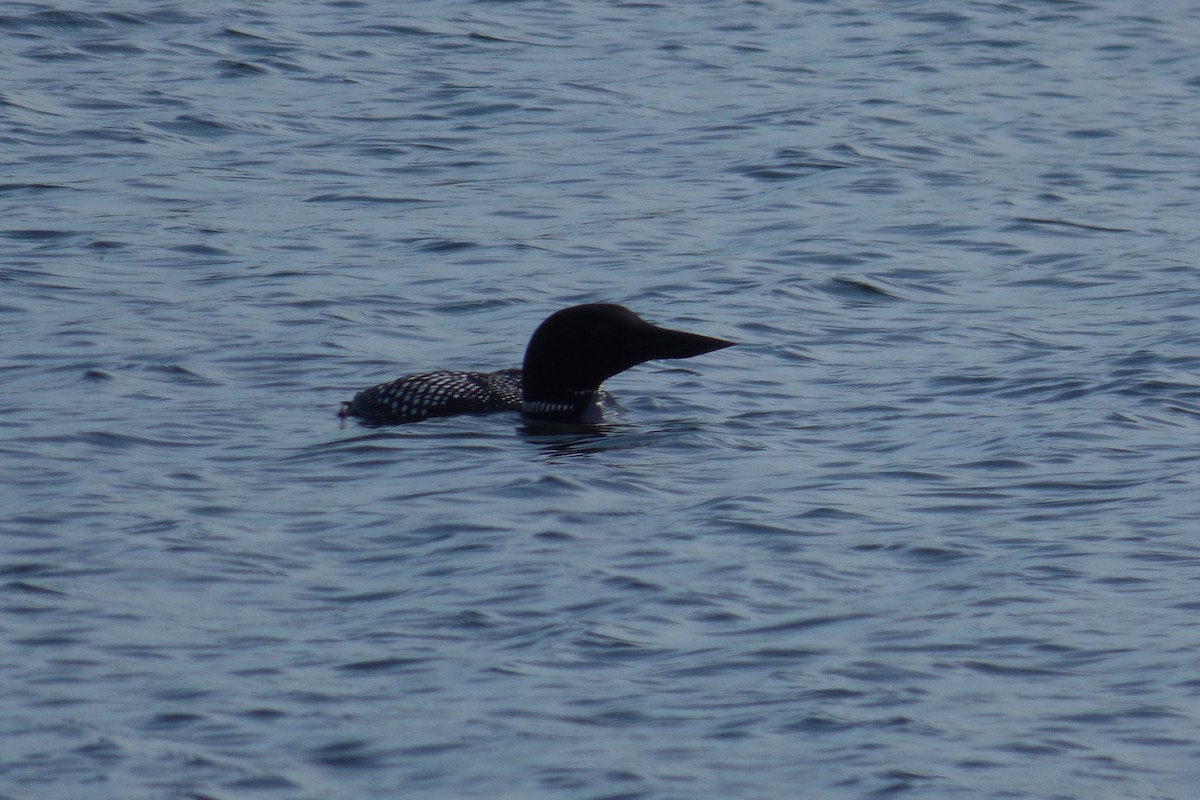 Plongeon huard - ML324897281