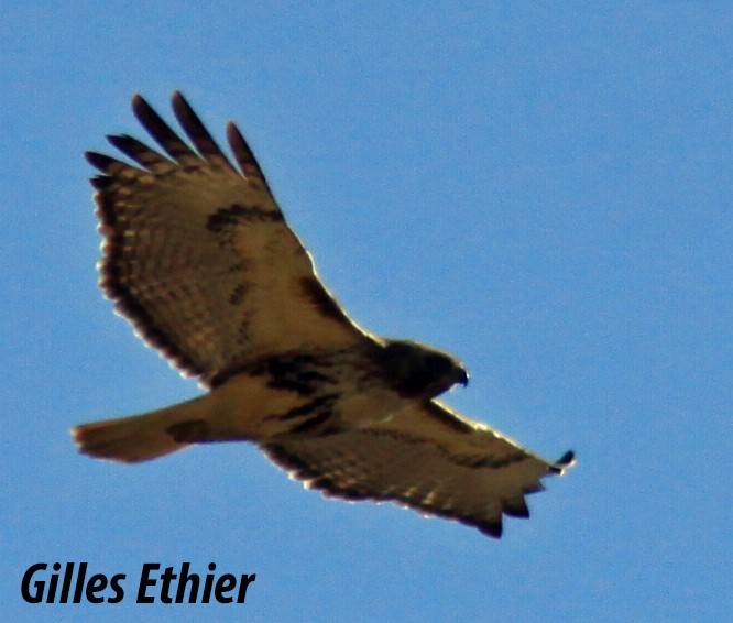 Red-tailed Hawk - ML324899231