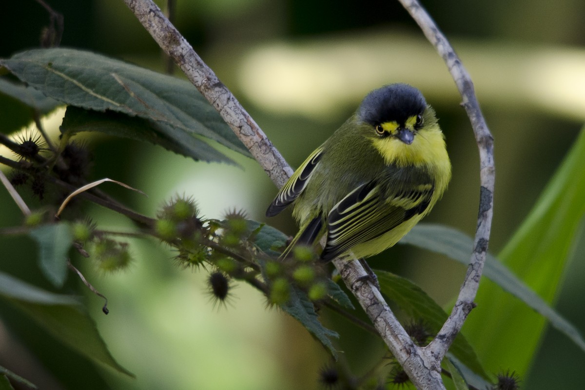 Gray-headed Tody-Flycatcher - ML32490271