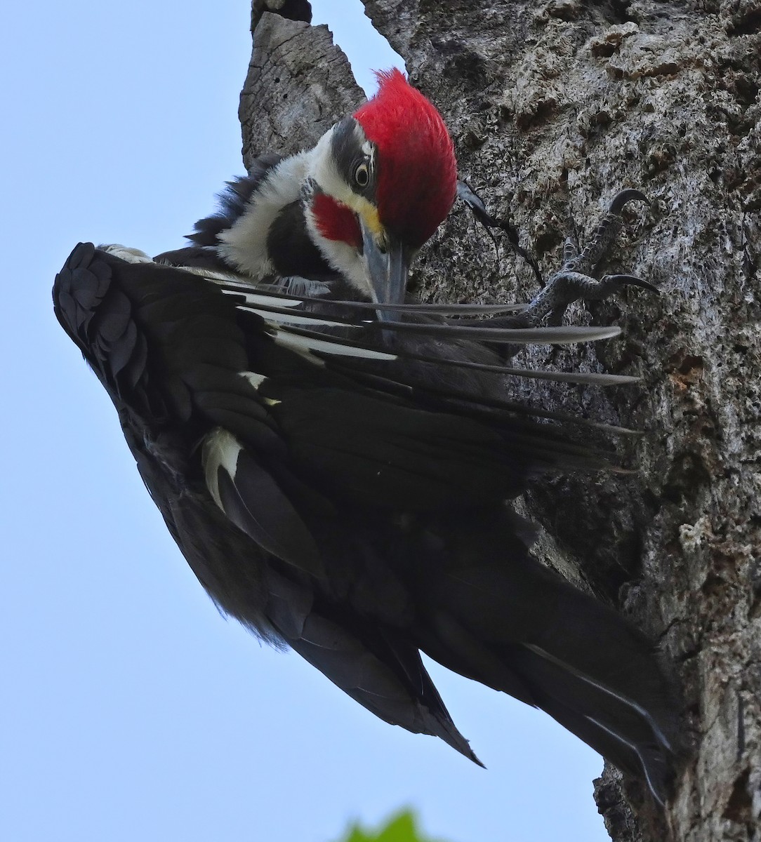 Pileated Woodpecker - ML324902901
