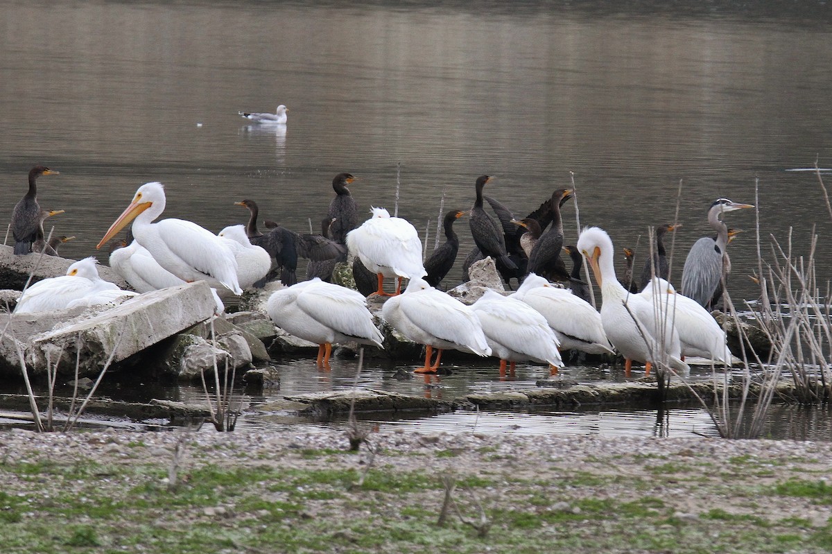 American White Pelican - ML324902921