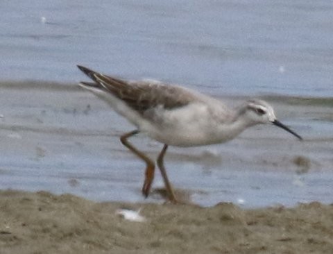 Wilson's Phalarope - ML32490371