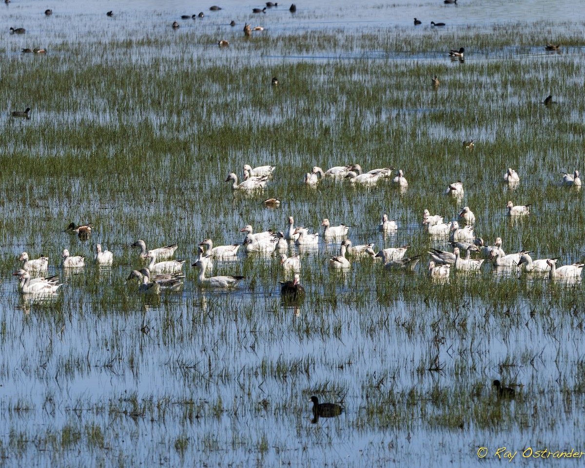 Snow Goose - Ray Ostrander