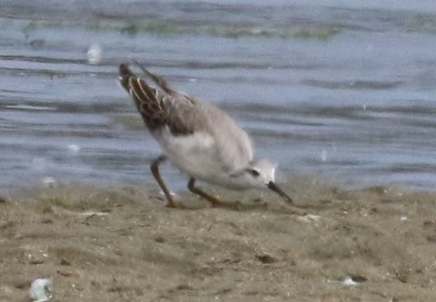 Wilson's Phalarope - ML32490401