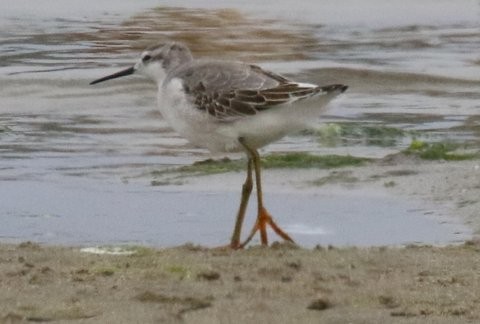 Wilson's Phalarope - ML32490421