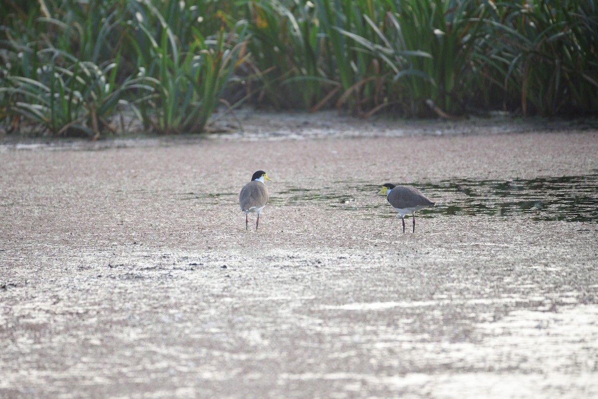 Masked Lapwing - Ken Crawley