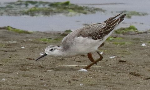 Phalarope de Wilson - ML32490441