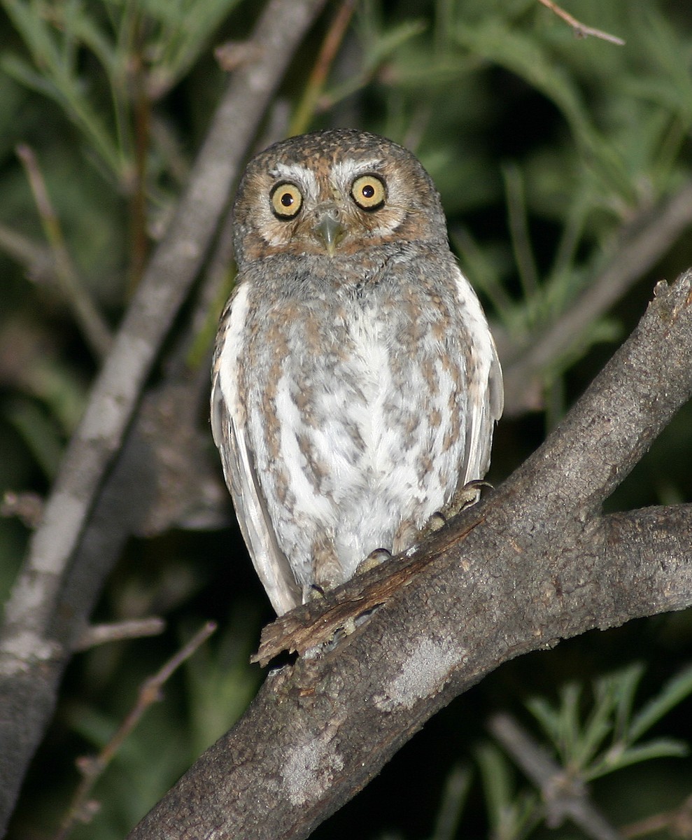 Elf Owl - Michael Woodruff