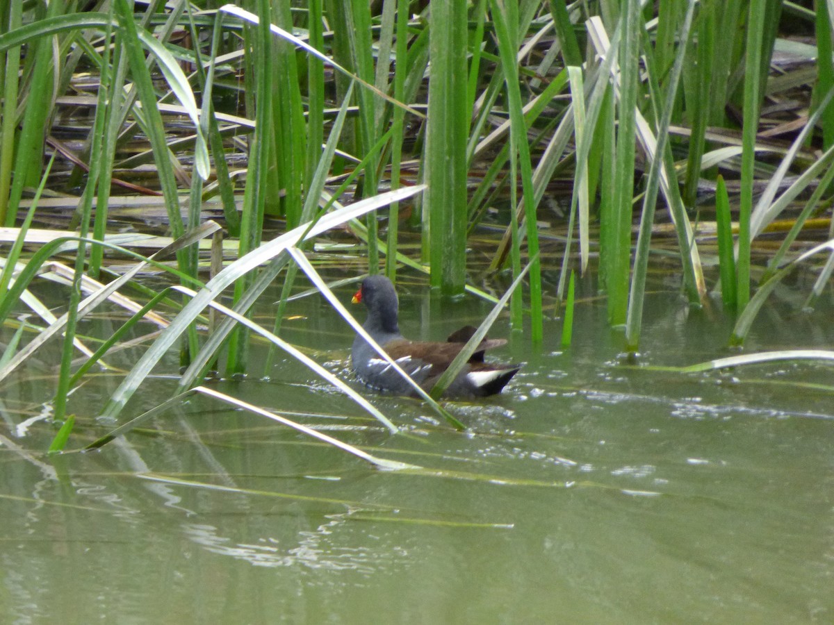 Eurasian Moorhen - ML324905641