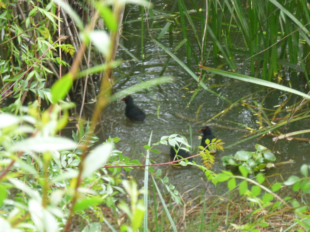 Eurasian Moorhen - ML324905811