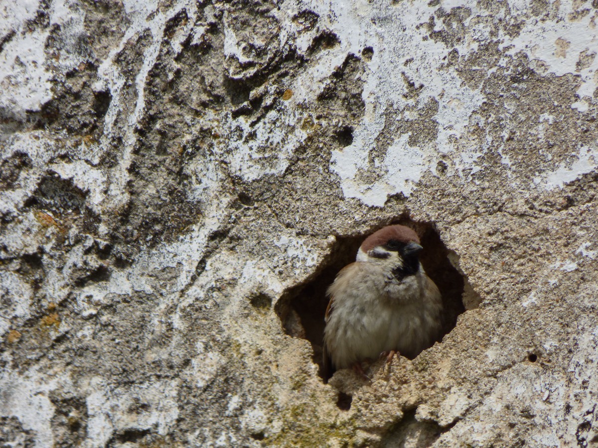 Eurasian Tree Sparrow - ML324906191