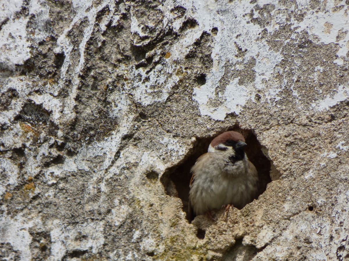 Moineau friquet - ML324906191