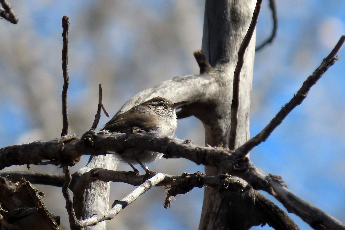 Bewick's Wren - ML324910031