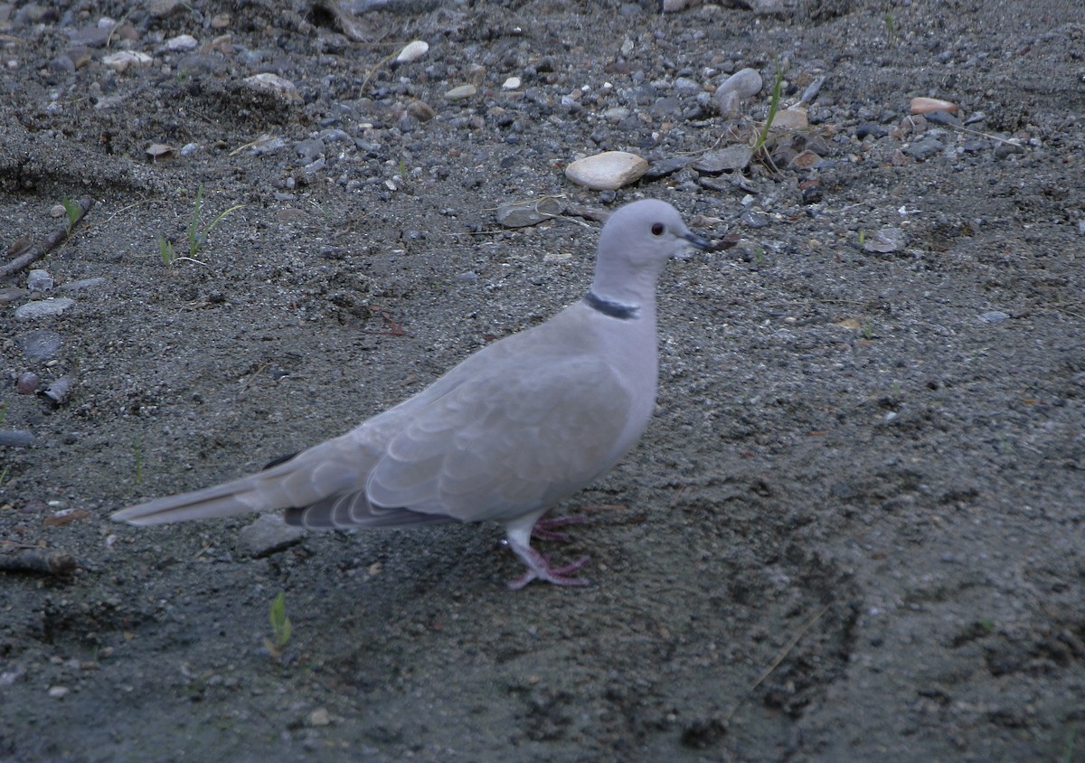 Eurasian Collared-Dove - ML324910491