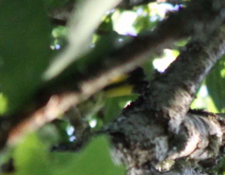 American Redstart - ML32491211