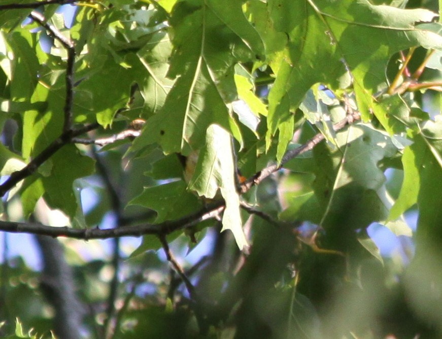 American Redstart - ML32491221