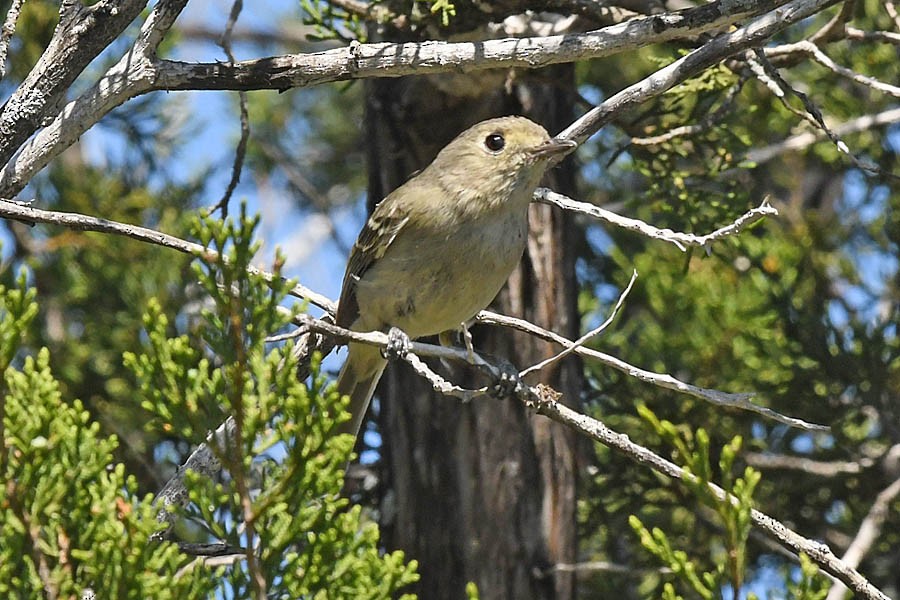 Hutton's Vireo - ML324913731