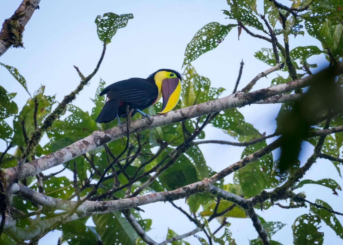 Yellow-throated Toucan - ML324917811