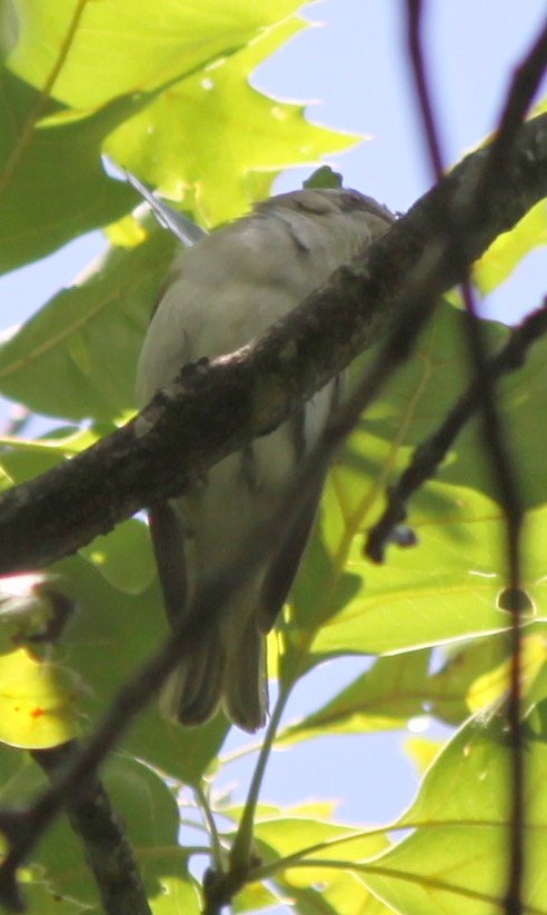 Red-eyed Vireo - ML32491861