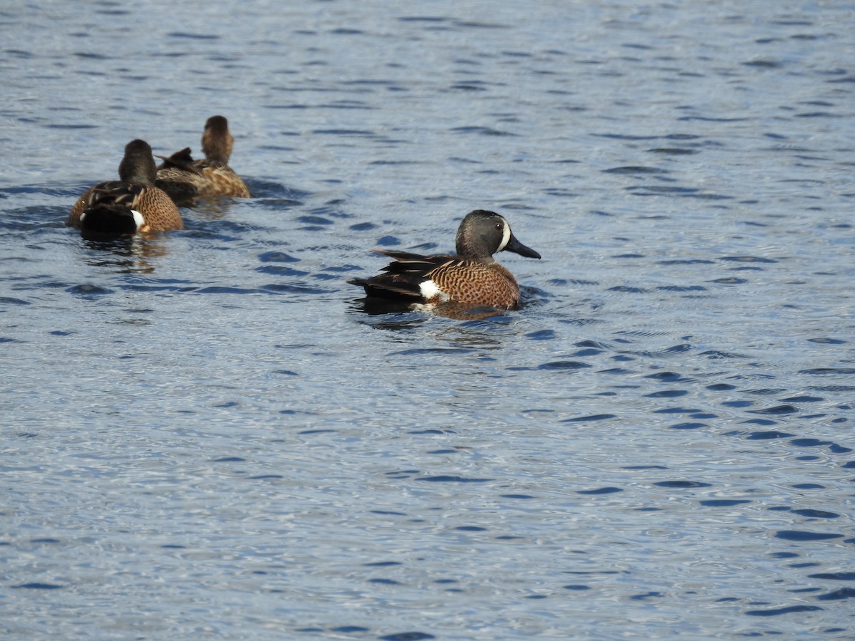 Blue-winged Teal - ML324919921