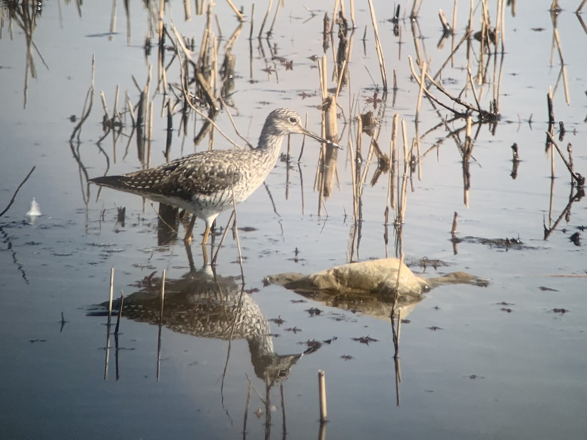 Greater Yellowlegs - MI YU