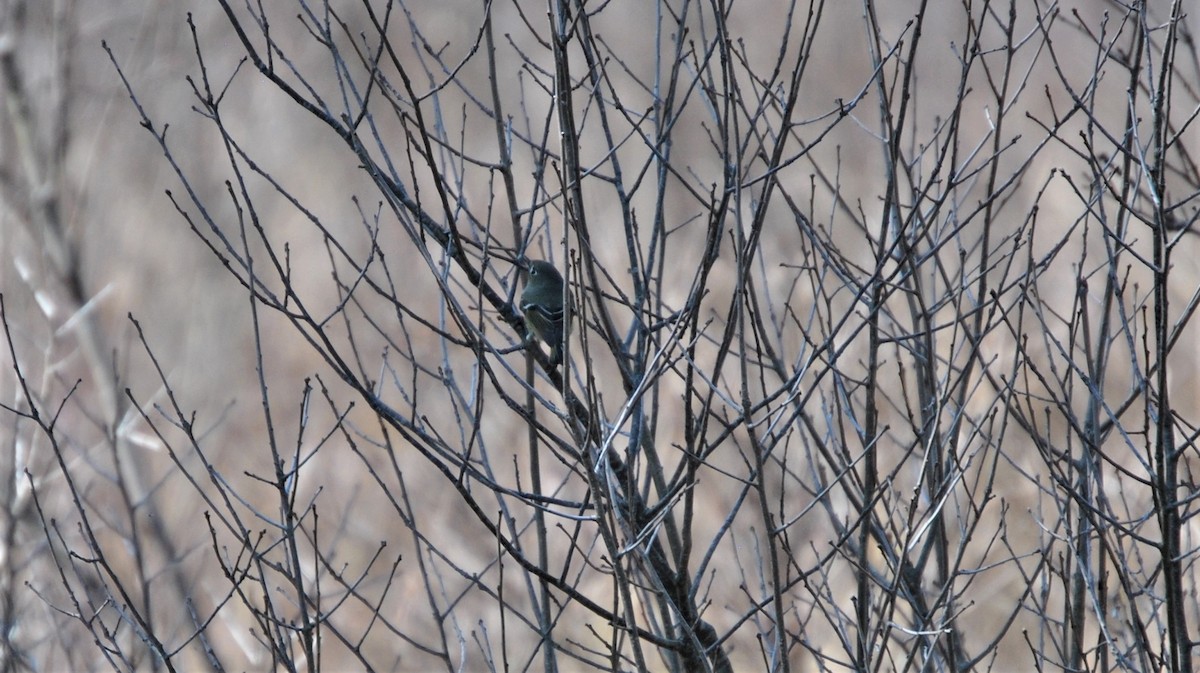 Ruby-crowned Kinglet - ML324920971