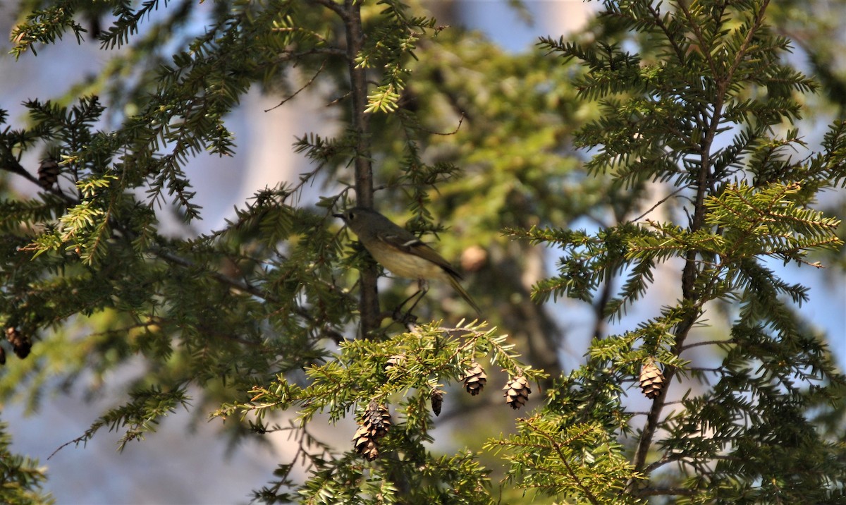 Ruby-crowned Kinglet - ML324920991