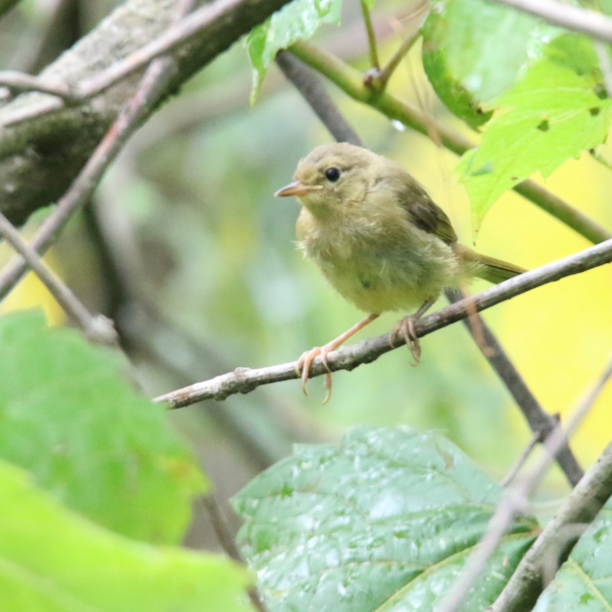 Common Yellowthroat - ML32492201