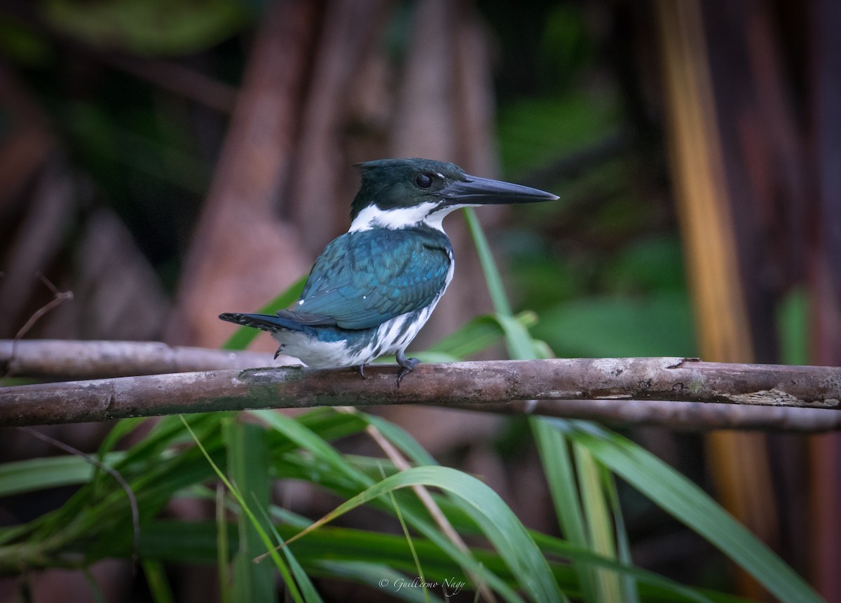 Amazon Kingfisher - Guillermo NAGY Aramacao Tours