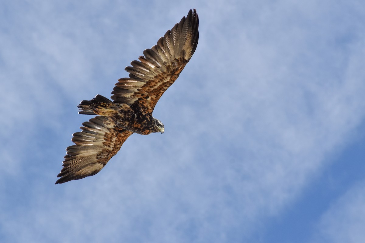 Black-chested Buzzard-Eagle - ML324922351