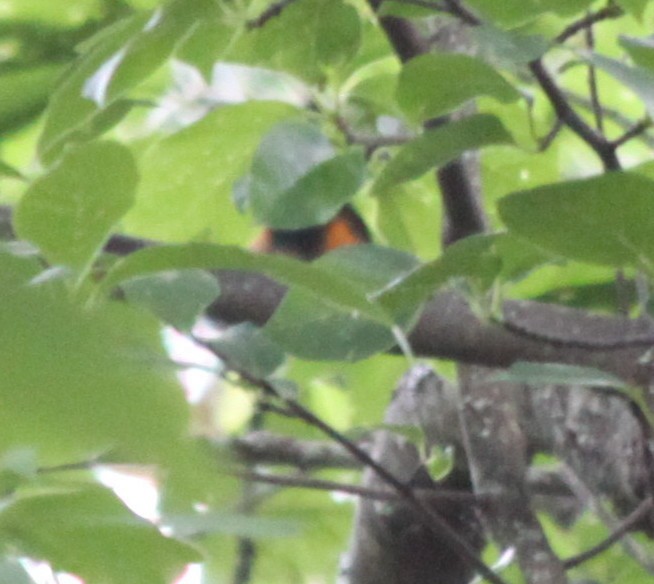 American Redstart - ML32492251