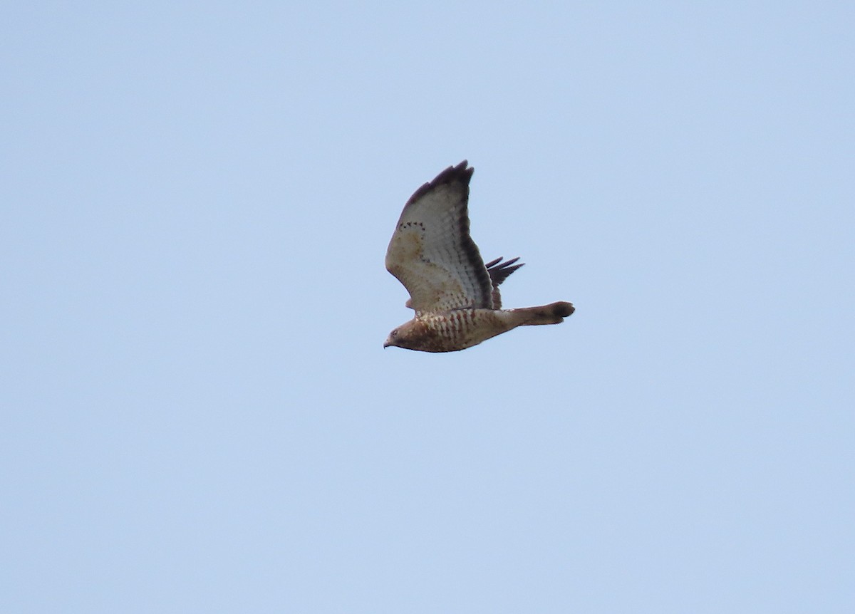 Broad-winged Hawk - ML324924111