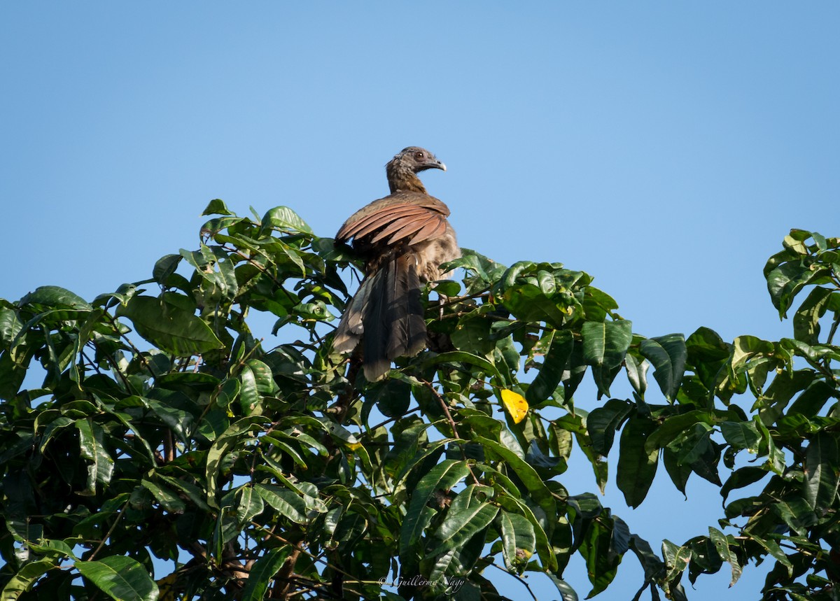 Gray-headed Chachalaca - ML324924431