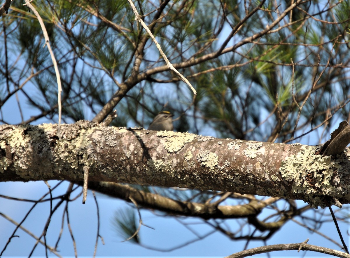 Golden-crowned Kinglet - ML324925141