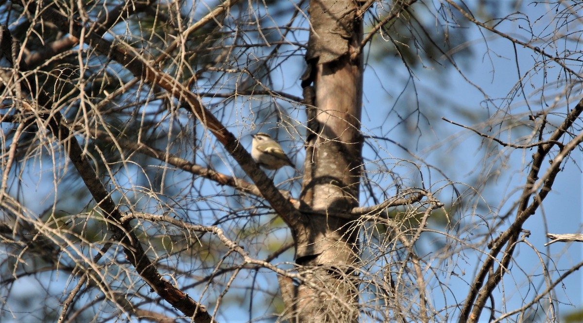 Golden-crowned Kinglet - ML324925151
