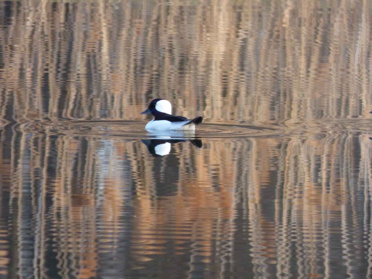 Bufflehead - ML324925541